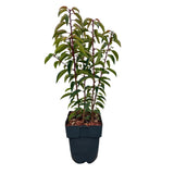 Green boutiQ - Haagplanten - Prunus lusitanica Angustifolia - blad groen - 6 planten - 1 strekkende meter - groenblijvend - pot 17cm hoogte 50cm