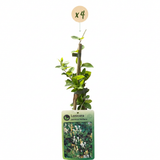 Chèvrefeuille du Japon Halliana - Lonicera japonica - H 35 cm, pot Ø9 cm - photo 2