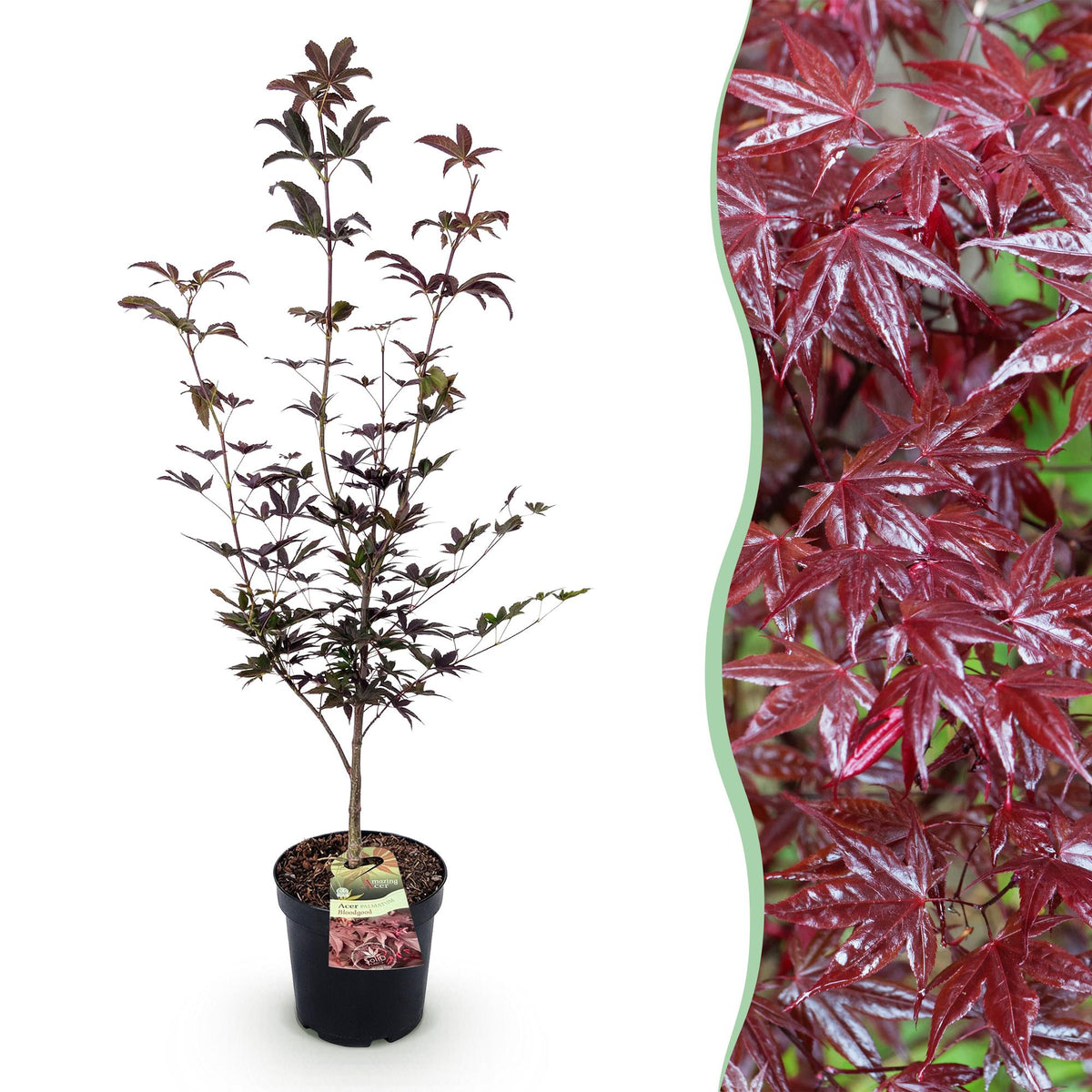 Érable du Japon Bloodgood - H 90 cm, pot Ø26 cm