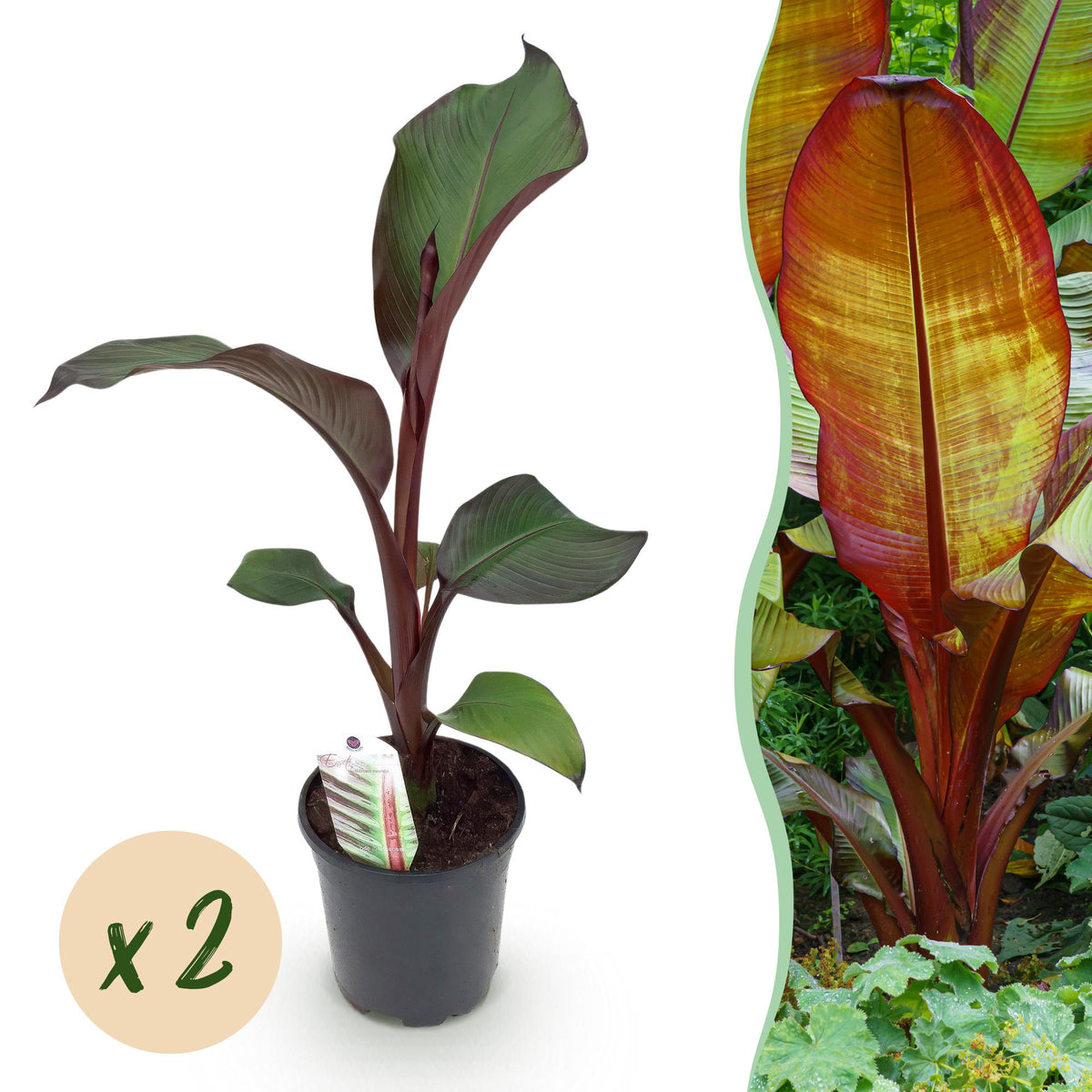 Green boutiQ - Fruitplant - Bananen plant - Ensete ventricosum Maurelli - Winterhard - 2 planten - Pot 17cm Hoogte 40cm