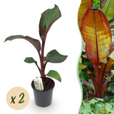 Green boutiQ - Fruitplant - Bananen plant - Ensete ventricosum Maurelli - Winterhard - 2 planten - Pot 17cm Hoogte 40cm