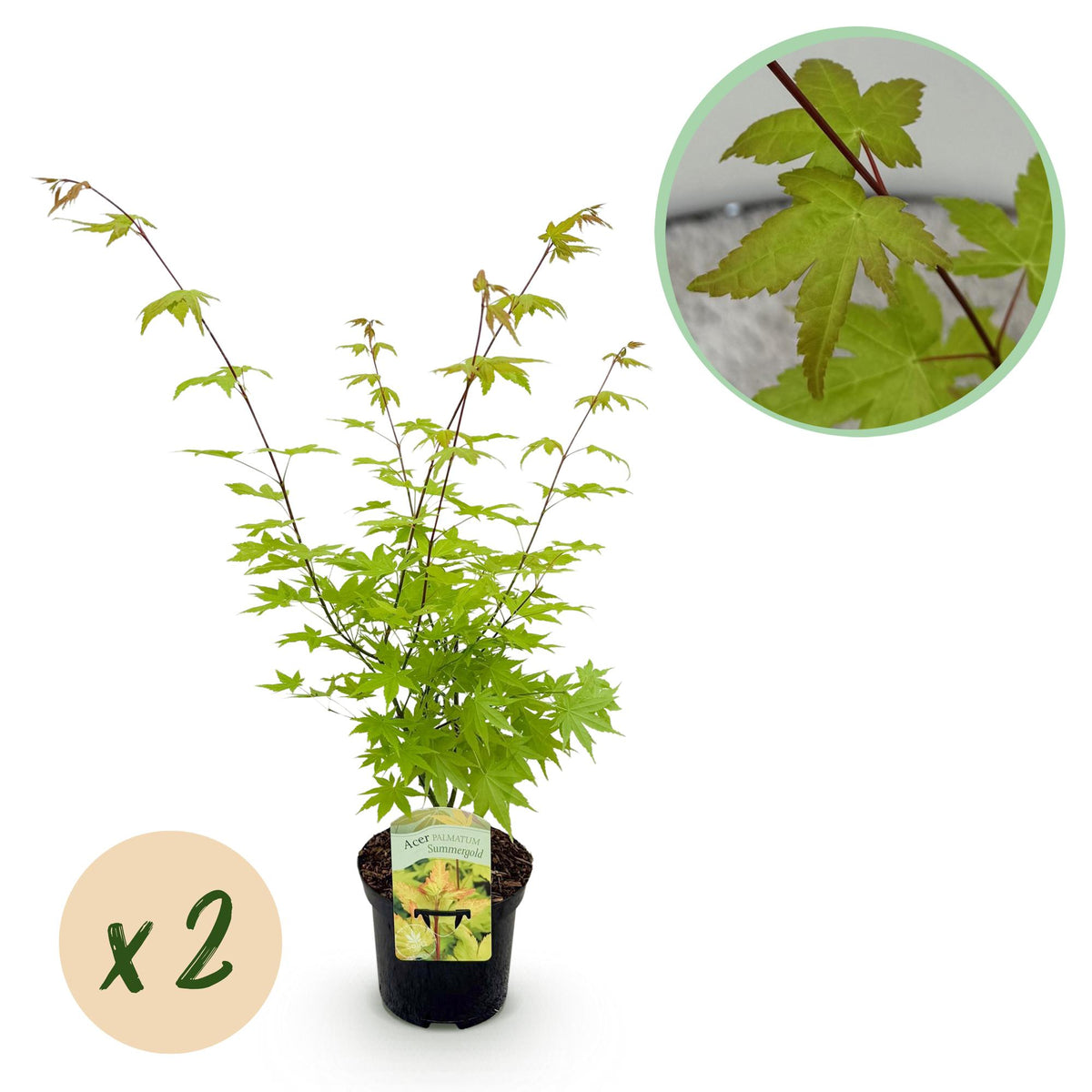 Green boutiQ - Terrasplant - Japanse Esdoorn - Acer palmatum Summergold - Geel - 2 Planten - Bladverliezend - Pot 19cm Hoogte 70cm