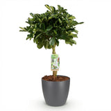 Schefflera Gold Capelle – Arbre doigt | Pot 17 cm