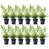 La Green Touch - Buxus Hedge - BetterBuxus Babylon Beauty - Resistant to Buxus Blight - 12 Plants - 2 Linear Meters - 13cm Pot Height 30-35cm