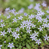 Isotoma rampant - H 15-25 cm, pot Ø11 cm