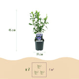 Green Boutiqu - Garden Plant - Hibiscus syriacus Oiseau Blue - Garden Hibiscus - Winter Hardy - Blue - 3 Plants - 17cm Pot - 45cm Height