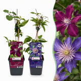 Clématites en duo bleu et rouge - 6 plants