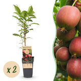 Kiwaï rouge Ken's Red femelle - Actinidia arguta x melanandra - H 50 cm, pot Ø15 cm