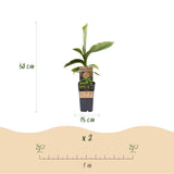 Green boutiQ - Fruitplant - Japanse vezelbanaan - Musa Basjoo - Winterhard - 2 planten - Pot 15cm Hoogte 50cm