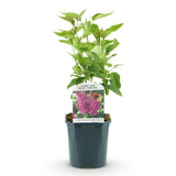 La Green Touch - Garden Plant - Syringa vulgaris Ludwig Spath - Common Lilac - Hardy - Purple - 1 Plant - 17cm Pot - Height 45cm