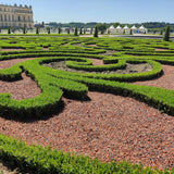 La Green Touch - Buxus Hedge - BetterBuxus Babylon Beauty - Resistant to Buxus Blight - 12 Plants - 2 Linear Meters - 13cm Pot Height 30-35cm