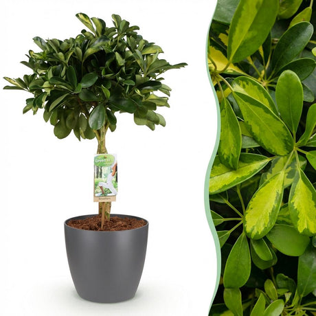 Schefflera Gold Capelle – Arbre doigt | Pot 17 cm