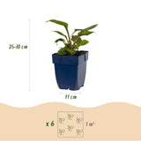 Pack de vivaces mellifères pour massif - H 15-25 cm, pot Ø11 cm