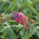 Green boutiQ - Vlinderstruik - Buddleja davidii Flower Power - Bloem Oranje Paars - 3 Planten - 1m2 - Bladverliezend - Vlinderlokkend -  Pot 17cm Hoogte 30cm