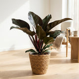 Philodendron Imperial Red | Pot 19 cm