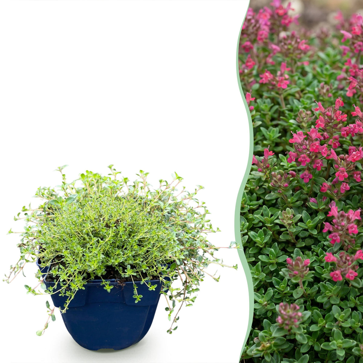 Thym rampant Red Carpet - Thymus praecox - H 15-25 cm, pot Ø11 cm
