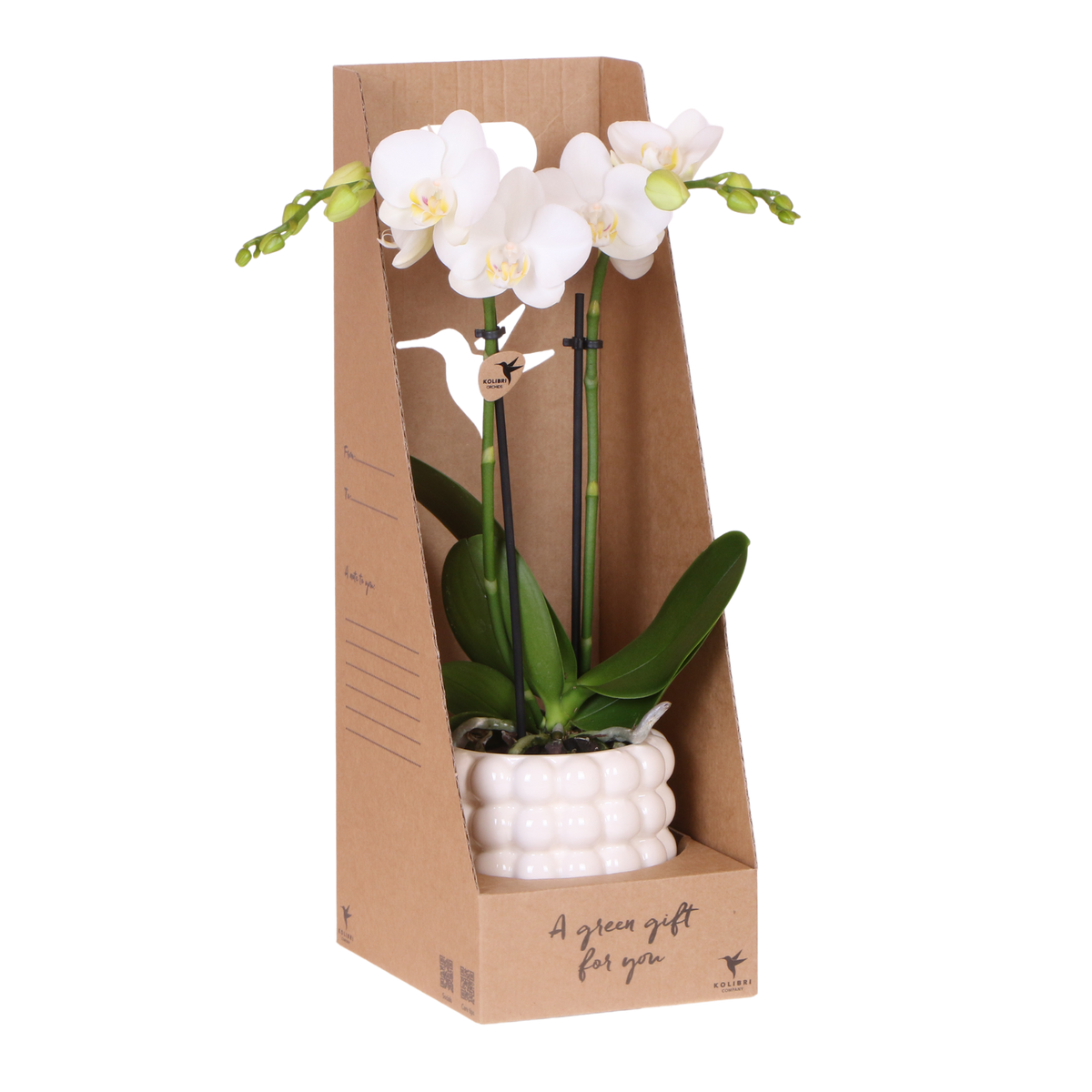 Orchidée Phalaenopsis blanche Mineral Amabilis - cache-pot Poppy blanc et boîte cadeau