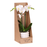 Orchidée Phalaenopsis blanche Mineral Amabilis - cache-pot Poppy blanc et boîte cadeau