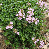 Thym rampant Minor - H 15-25 cm, pot Ø11 cm