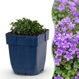 Campanule des murs - H 15-25 cm, pot Ø11 cm