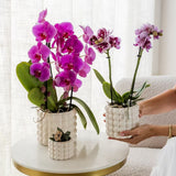 Orchidée Phalaenopsis blanche Mineral Amabilis - cache-pot Poppy blanc et boîte cadeau