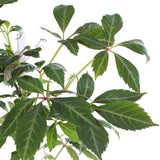 Vigne vierge de Chine - Parthenocissus henryana - H 65 cm, pot Ø15 cm