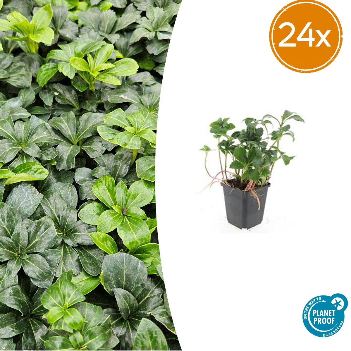 Pachysandra Green Sheen en godet - Pachysandra terminalis - H 10-25 cm, pot Ø9 cm - photo 8