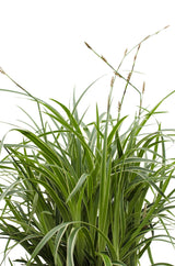 Laîche Ice Dance - Carex morrowii - 3 plants - H 30 cm, pot Ø14 cm