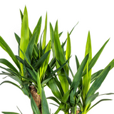 Yucca Branchu (Vertakt)