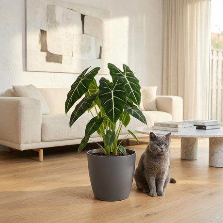 Alocasia Frydek – Oreille d'éléphant veloutée | Pot 19 cm