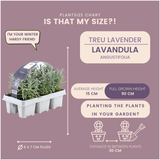 Lavande officinale en godet - Lavandula angustifolia - pot Ø7 cm - photo 4