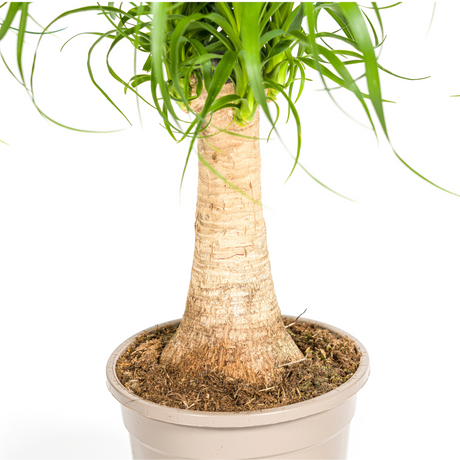 Beaucarnea Recurvata - Tronc