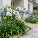 Duo d'agapanthes bleu et blanc - H 15-25 cm, pot Ø11 cm