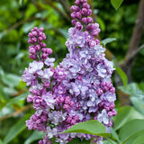 Green boutiQ - Garden Plant - Syringa vulgaris Michel Buchner - Common Lilac - Hardy - Pink - 1 Plant - Pot 17cm - Height 45cm