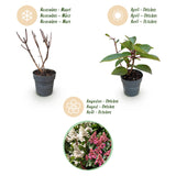 Hortensia paniculé Living Infinity - H 20-30 cm, pot Ø12 cm
