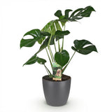 Monstera Deliciosa – Plante trouée | Grande taille, Pot 21 cm