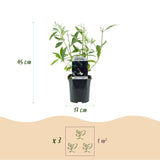 Green boutiQ - Garden Plant - Buddleja davidii Black Night - Butterfly Bush - Winter Hardy - Purple - 3 Plants - 17cm Pot - Height 45cm