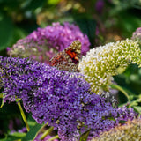 Green boutiQ - Vlinderstruik - Buddleja davidii Tricolour - Bloem Roze , Wit en Paars - 1 Plant - Bladverliezend - Vlinderlokkend -  Pot 17cm Hoogte 30cm