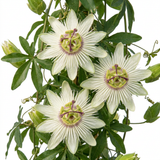 Passiflore Constance Elliott - Passiflora caerulea - H 35 cm, pot Ø9 cm - photo 4