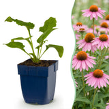Échinacée pourpre Magnus - Echinacea purpurea - H 15-25 cm, pot Ø11 cm