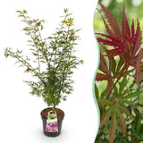 Érable du Japon Jerre Schwartz - H 90 cm, pot Ø26 cm