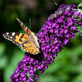 Green boutiQ - Vlinderstruik - Buddleja davidii Black Night - Bloem Paars - 1 Plant - Bladverliezend - Vlinderlokkend -  Pot 17cm Hoogte 25cm