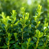 La Green Touch - Buxus Hedge - BetterBuxus Babylon Beauty - Resistant to Buxus Blight - 12 Plants - 2 Linear Meters - 13cm Pot Height 30-35cm