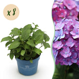 Hortensia Summer Love violet - Hydrangea Endless Summer - H 20-25 cm, pot Ø14 cm