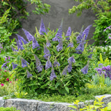 Green Boutique - Garden Plant - Buddleja davidii Butterfly Candy Little Lilac - Butterfly Bush - Compact - Lilac - 1 Plant - 12cm Pot - Height 20-25cm