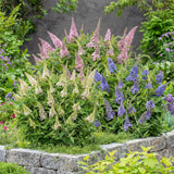 Green Boutiق - Garden Plant - Buddleja davidii Butterfly Candy Little Tricolour - Butterfly Bush - Compact - Pink-White-Purple - 3 Plants - 12cm Pot - Height 20-25cm
