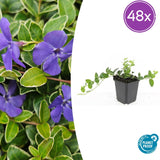 Petite pervenche Ralph Shugert en godet - Vinca minor - H 10-25 cm, pot Ø9 cm