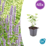 Agastache Blue Fortune en godet - Agastache hybride - H 10-25 cm, pot Ø9 cm