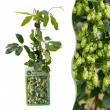Houblon Nordbrau - Humulus lupulus - lot de 4 plants - pot Ø9 cm
