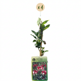 Chèvrefeuille des bois Serotina - Lonicera periclymenum - H 35 cm, pot Ø9 cm - photo 2